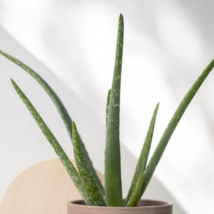 Heisessie (groepssessie)