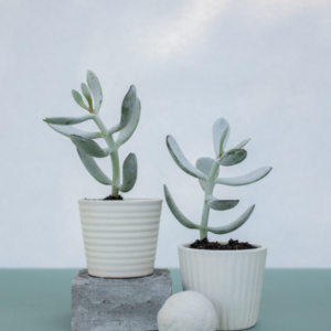 Heisessie (Individiueel)