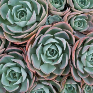 succulent, plant, green-2371993.jpg
